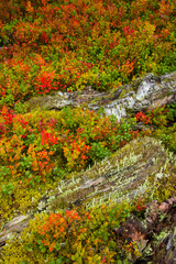 arandano y sotobosque de la taiga en otoño. finlandia
