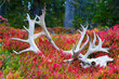 Reindeer Antler in Taiga Forest in Autumn in Finland, Europe
