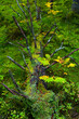 Arbol caido. Bosque de Taiga en otoño. Finlandia.