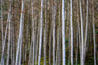 Birch trees in the forests near Pontneddfechan, South Wales, UK