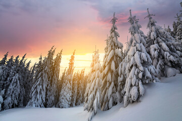 Wall Mural - Beautiful winter mountain landscape. Tall spruce trees covered with snow in winter forest and cloudy sky background.