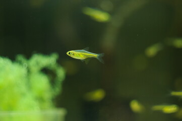 Microdevario kubotai tropical fish in aquarium