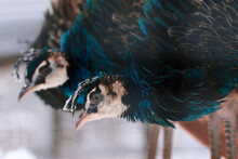 A Closeup Shot Of Blue Peacocks With A Frozen Crest On Top Of Their Head