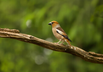 A closeup shot of a hawfinch perched on a branch