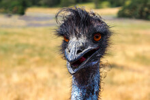 Emu Bird Close-Up Portrait