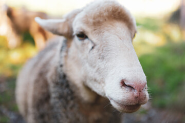 Poster - A closeup shot of a sheep on a blurry background