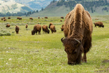 A Group Of Bison Grazing On The Field In Yellowstone National Park, Wyoming, USA
