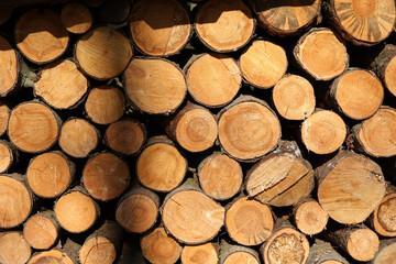 Wall Mural - A close up  of wooden stacked logs for background