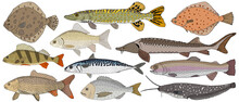 Collection Of River And Sea Fish Hand Drawn, Isolated. Turbot And Pike And Flounder And Perch And Crucian Carp And Sturgeon, Carp And Mackerel, Dorado, Rainbow Trout And Catfish. Vector Illustration
