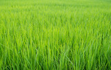 Fototapeta  - Rice Field isolated on background