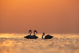 Fototapeta Zachód słońca - Greater Flamingos during sunrise at Asker coast, Bahrain