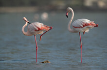 A Pair Of Greater Flamingos Resting On One Leg At Eker Creek In The Morning, Bahrain