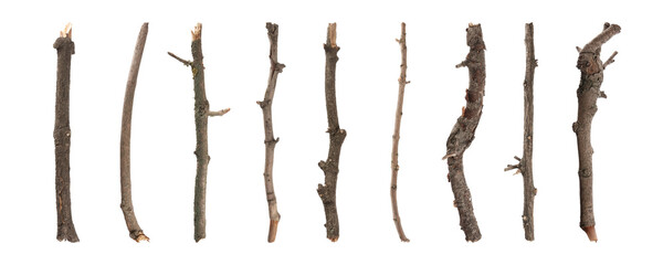 set of old dry tree branches on white background. banner design