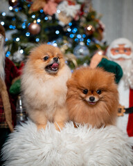 Sticker - A selective focus shot of cute Pomeranian dogs surrounded by Christmas decorations