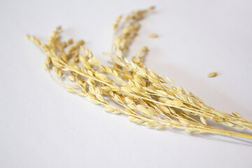 Ears of rice isolated on white background