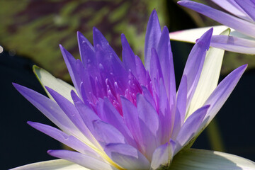 Close-ups Violet Purple Lotus flower or Nymphaea nouchali or Nymphaea stellata is a water lily - Purple nature Floral backdrop and beautiful detail concept                               