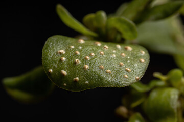 Canvas Print - Common Purslane Leaf with Galls