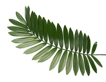 Cardboard Palm Or Zamia Furfuracea Or Mexican Cycad Leaf, Tropical Foliage Isolated On White Background, With Clipping Path
