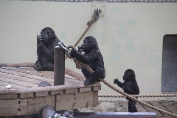 Sticker - A cute little black Gorilla on a wooden construction