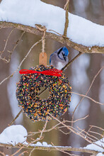 Blue Jay Bird Perched Near Bird Seed Wreath On Snowy Branch In Forest In Winter