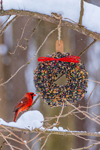 Red Northern Cardinal Bird Perched On Snowy Tree Branch In Forest Near Bird Seed Holiday Wreath In Winter