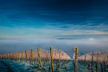 Canvas Print - A beautiful shot of a vineyard in winter, fog and vibrant blue sky in the background