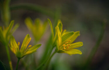 Wild flowers