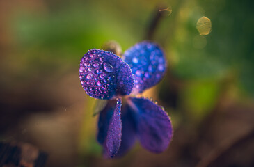 wild flowers