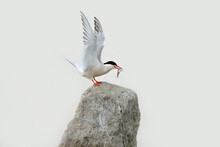 Common Tern With Wings Spread Lands With A Fish On A Rock In Canada