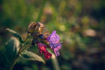 wild flowers