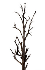 Wall Mural - dry branch of dead tree with clipping path isolated on white background