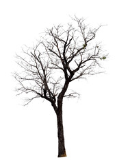 Wall Mural - Dry of dead tree with clipping path isolated on white background