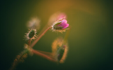 Wild flowers