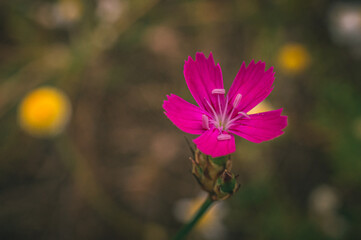 wild flowers