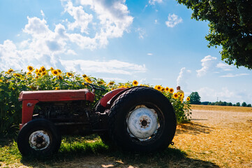 Sunflower Farm