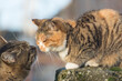 © imartsenyuk - A cat and a cat during the mating season. Stray cats on the street.