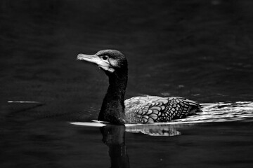 Canvas Print - Cormorant