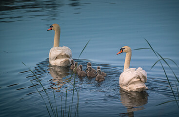 Wall Mural - Swan