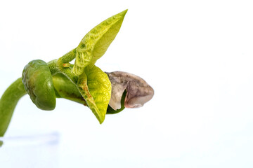 Close-up sprouting bean seed. Plant sprouts emerging in spring.