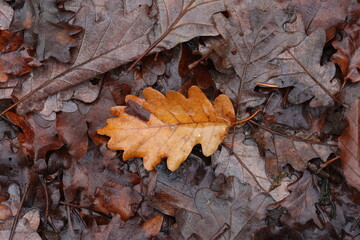 Wall Mural - Fallen from a tree leaves in the forest in autumn