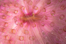 Close Up Detail Of Coral Polyps