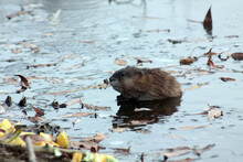 Cute Muskrat Swimming In The Lake Close Up Portrait