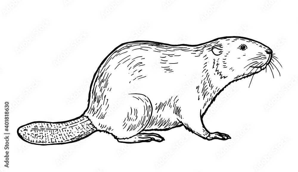Drawing of beaver - hand sketch of mammal - obrazy, fototapety, plakaty 