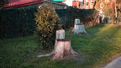 Wall Mural - A chair carved into the trunk of a tree in a public park (Pesaro, Marche, Italy)