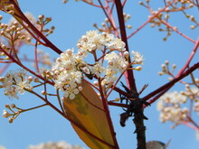 Blossoming Photinia Fraseri Red Robin Plant With Red And Green Leaves And White Flowers, In Attica, Greece