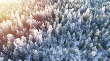 Wall Mural - Aerial photo of nbirch forest in winter season. Drone shot of trees covered with hoarfrost and snow. Natural winter background.
