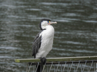 Pied shag in New Zealand