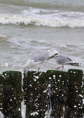 Canvas Print - Two seagulls sitting on wave breakers/poles with waves breaking in the background