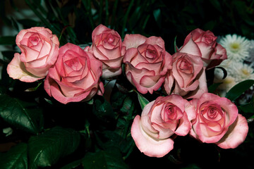 Photo of red and white rose with green petals