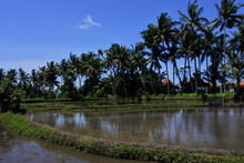 The Water Ponds Near The Palm Trees Against The Blue Sky